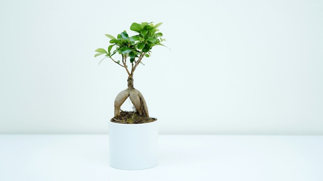 ficus ginseng bonsai