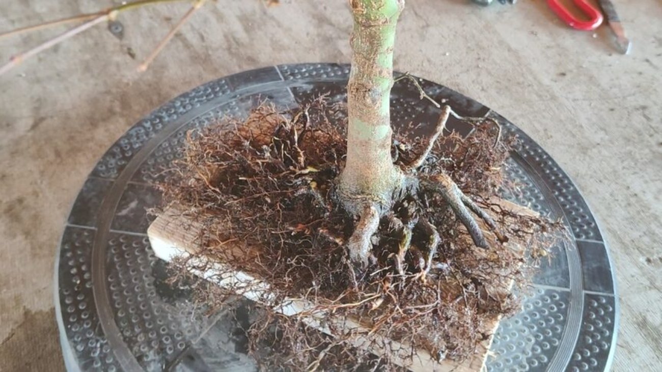 come ingrossare la base di un bonsai di acero giapponese