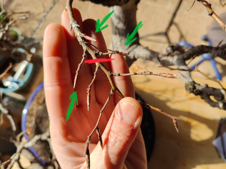 Selezione delle gemme e potatura invernale nel Bonsai di Faggio