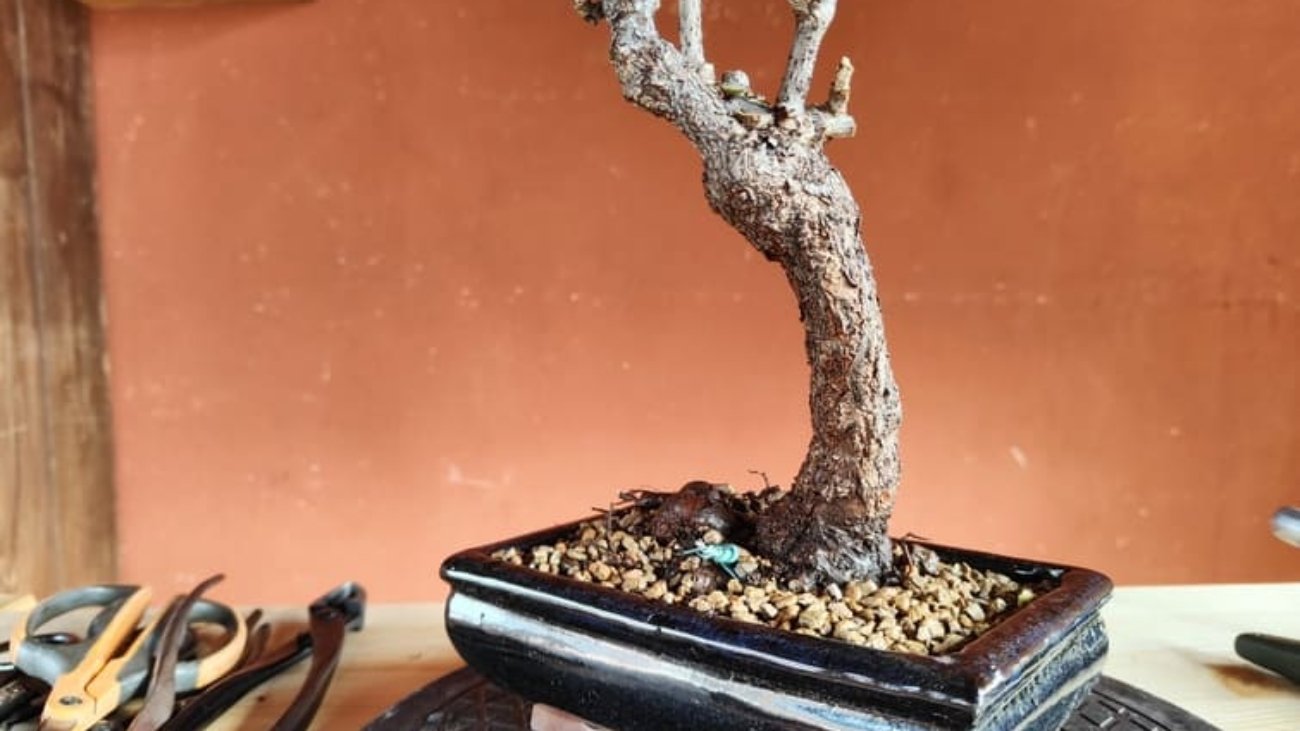 bonsai di vite americana