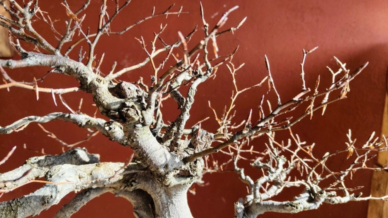 gemme bonsai di faggio