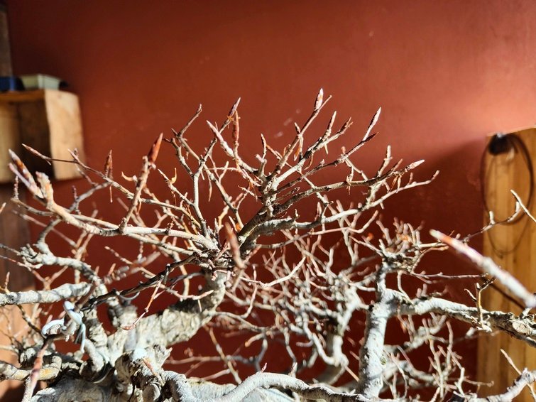 Selezione delle gemme e potatura invernale nel Bonsai di Faggio